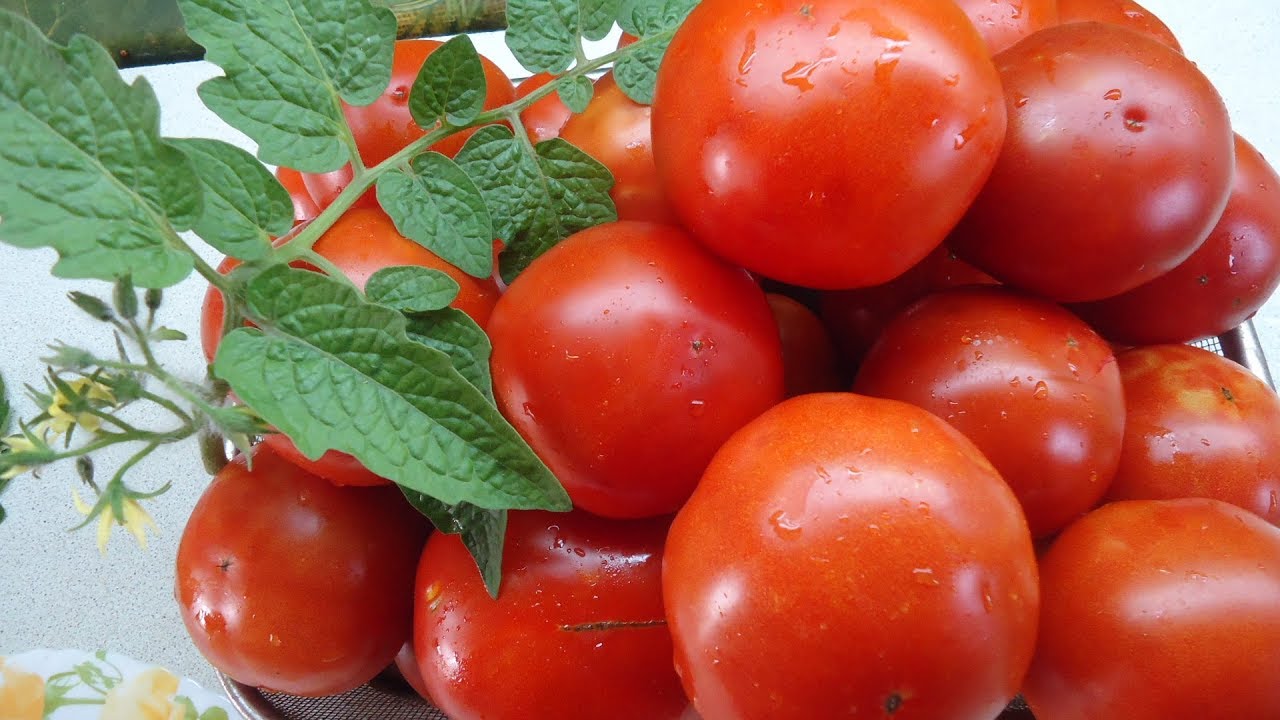 Ранній сорт томатів Санька