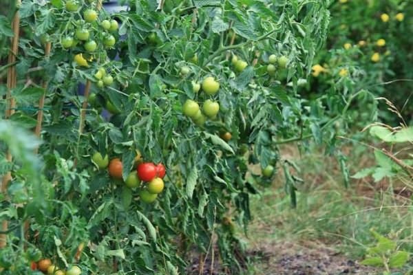 агротехніка помідорів