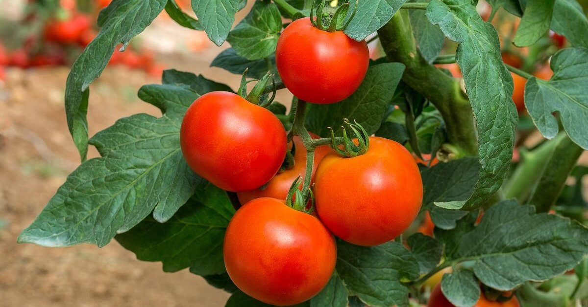 ранньостиглі помідори