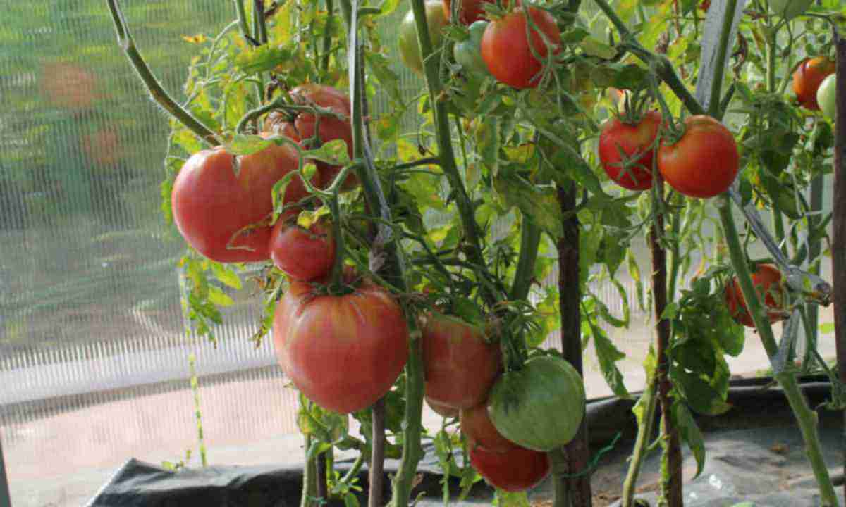 Ранні сорти томатів для теплиць