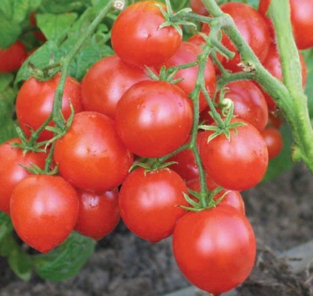 Ранній сорт томатів Альфа