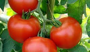 Ранній сорт томатів Афродіта f1