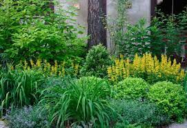 Тінелюбні рослини для саду та городу