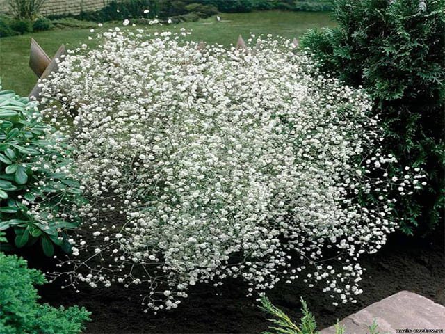 Поради по вирощуванню та догляду за дрібними білими квітами