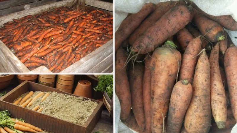 зберігання моркви зимою