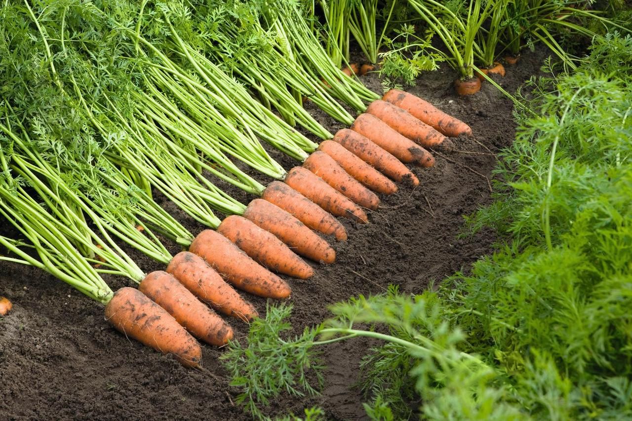 Які сорти моркви підходять для зберігання взимку