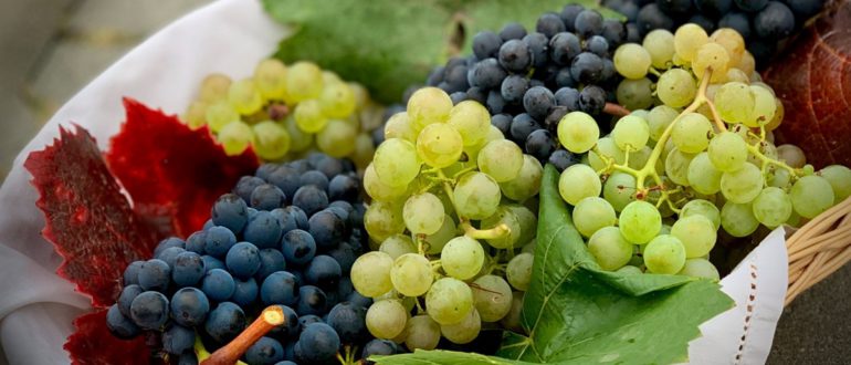 Хвороби винограду - шкода, засоби захисту та профілактики