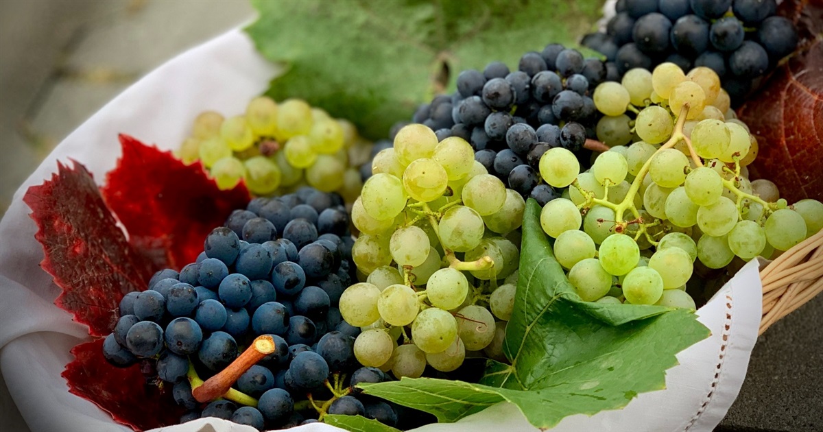 Як поширюється виноград?
