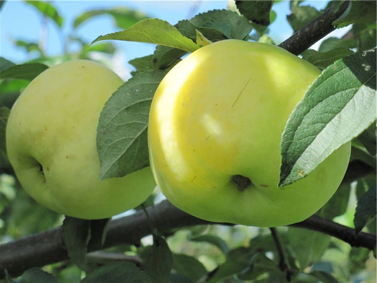 Яблуня Антонівка - популярний сорт