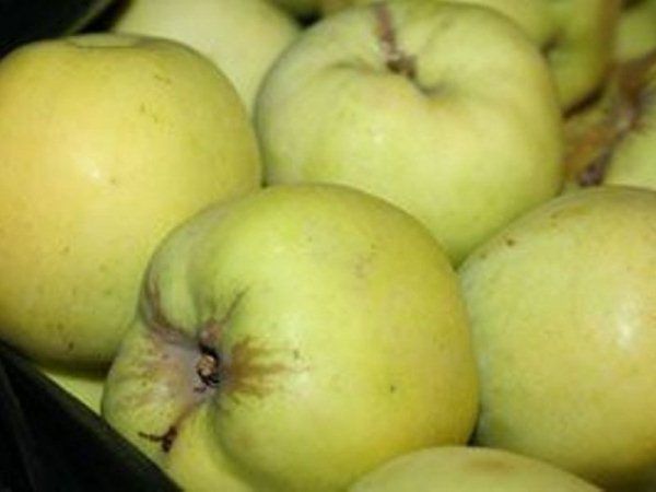 опис плодів яблук антонівка
