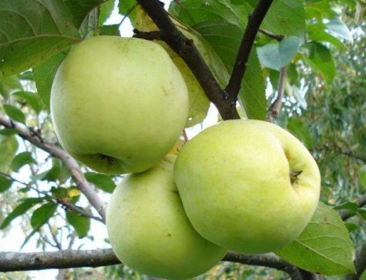 яблуня антонівка