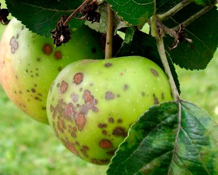 Хвороби та шкідники яблуні Антонівка