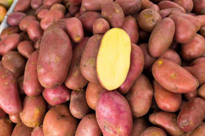 Картопля Ред Скарлет - характеристика сорту
