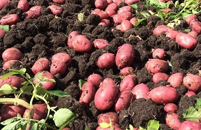 Особливості вирощування сорту картоплі Ред Скарлет