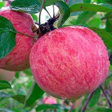 Переваги та недоліки яблуні грушовка московська