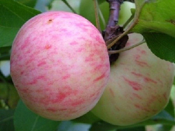 Опис яблук Плоди Грушівки Московської
