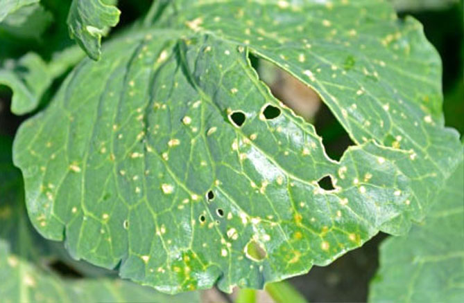 Здуття, огрубіння листя капусти Це фізіологічні порушення, які, крім капусти, спостерігаються на томатах, огірках та інших овочах, що вирощуються в закритому ґрунті. Симптоми видно на різних частинах рослини, але переважно на нижньому боці листя. Симптоми за формою і структурою нагадують здуття або гіпертрофічні утворення.