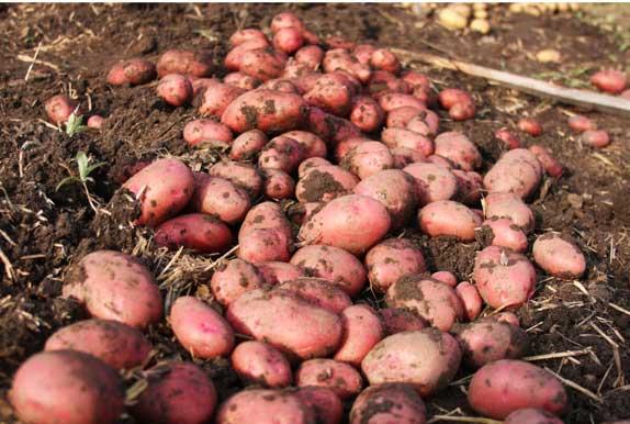 Переваги та недоліки картоплі Розара