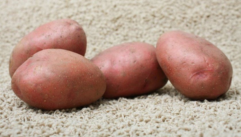 Урожайність картоплі Розара