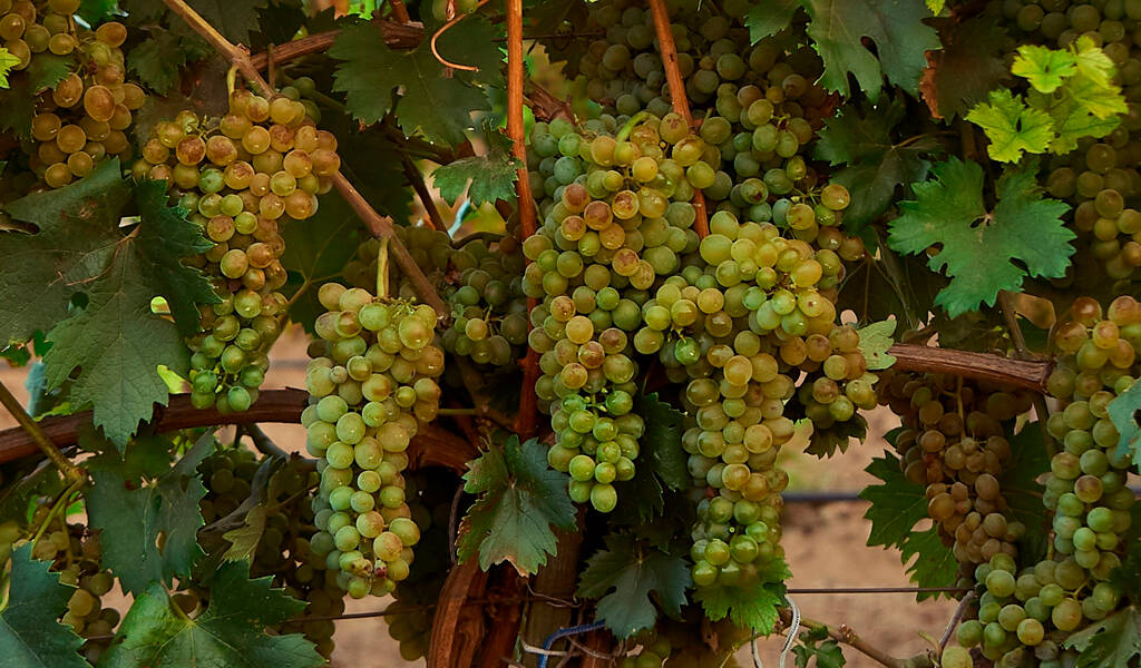 Правила посадки винограду восени і навесні