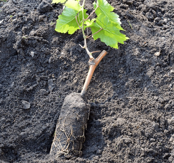 Вегетуючі (з цілою кореневою системою) видисаджанців винограду