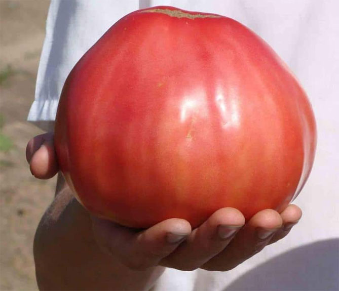 Характеристика та опис томату волове серце