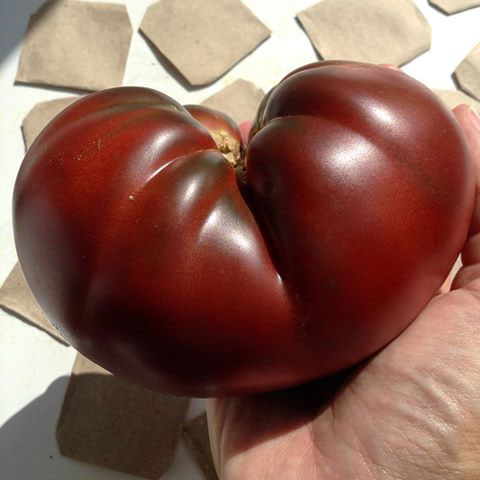 чорний томат Волове серце