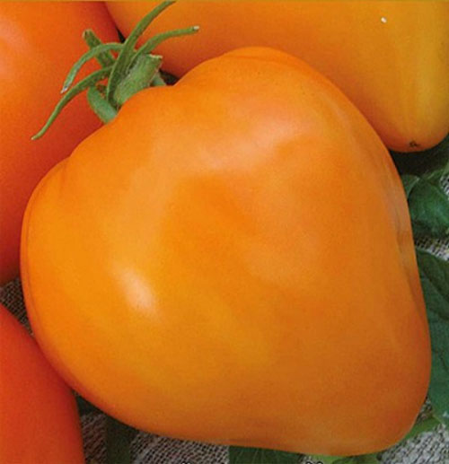 помаранчевий томат Волове серце