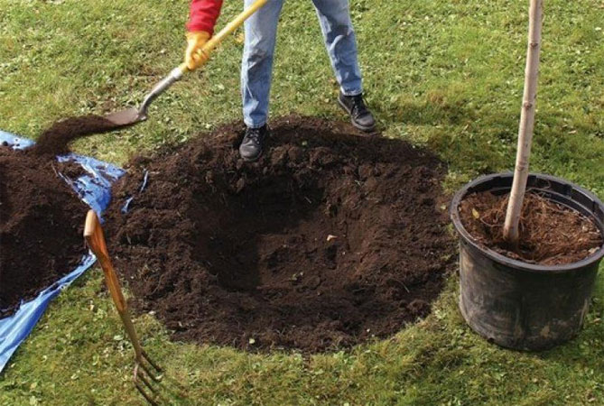 Як садити грушу із закритою кореневою системою