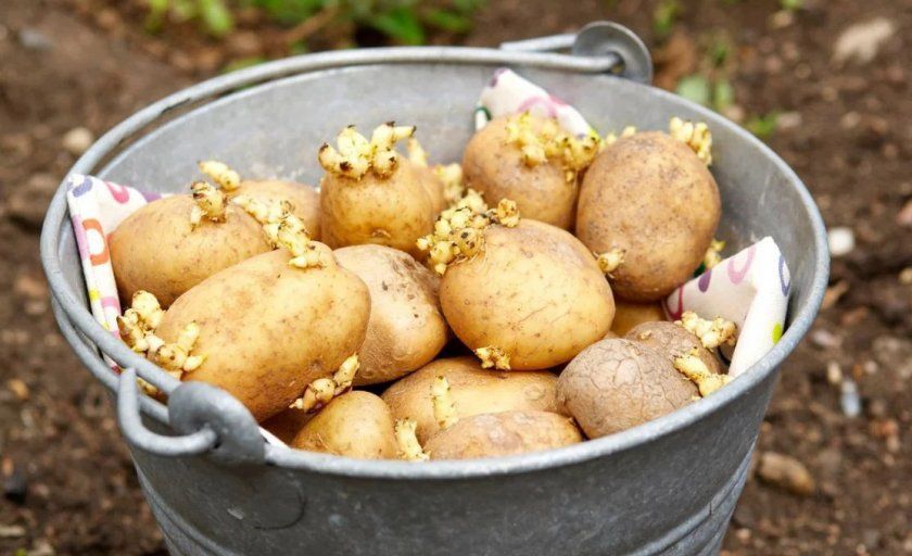 пророщування картоплі гала