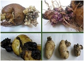 шкідники і хвороби картоплі гала
