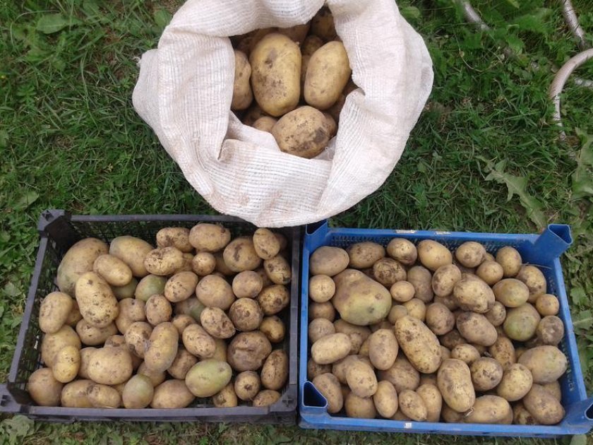 збирання та зберігання картоплі гала