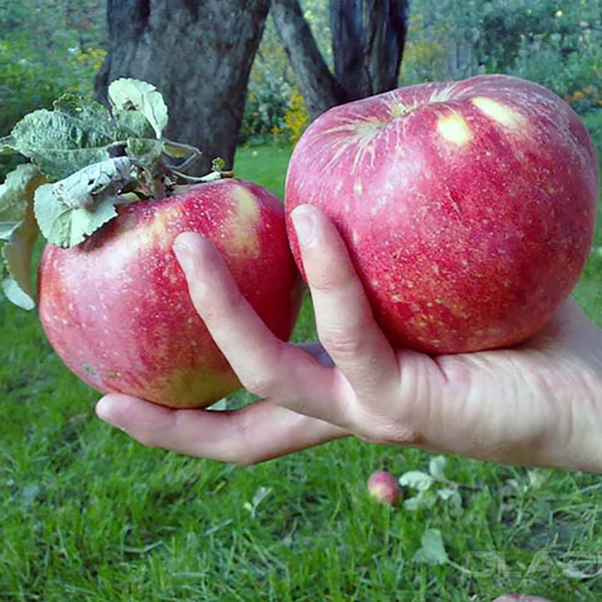 Опис сорту Апорт яблука