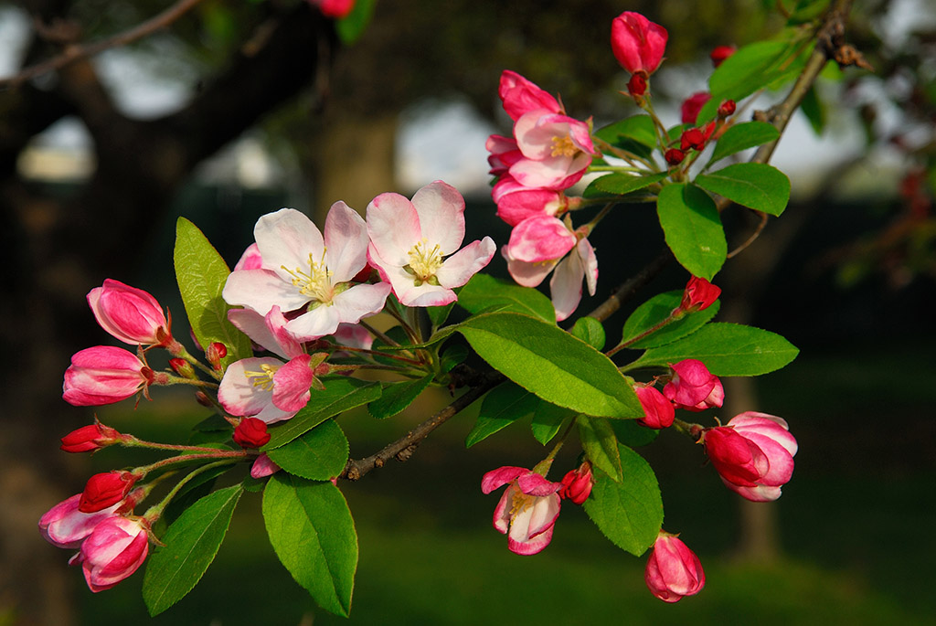 Терміни цвітіння і збору яблук