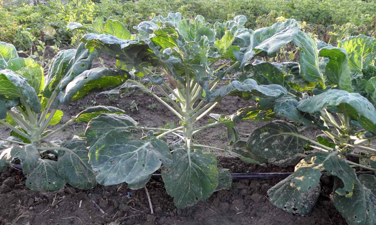 Вирощування та догляд брюсельської капусти