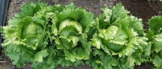 Правильне вирощування салату Айсберг на дачі