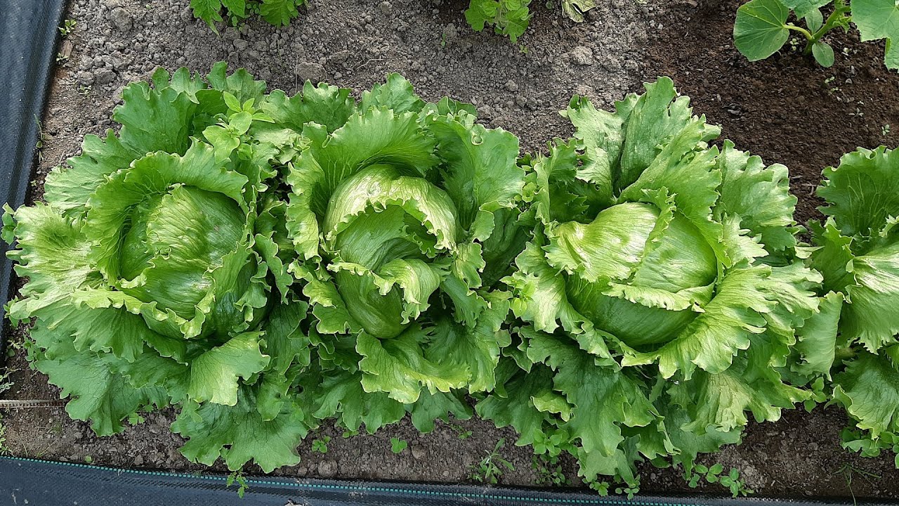 Правильне вирощування салату Айсберг на дачі