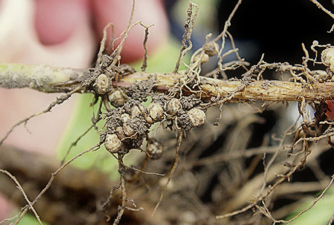 Кореневі бульбочки на коренях різних рослин
