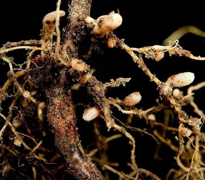 Кореневі бульбочки на коренях різних рослин
