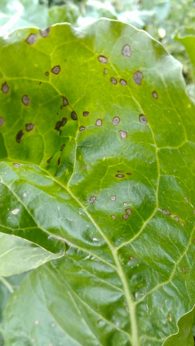Бактеріальний опік або крапчастість листя буряка