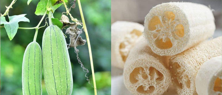 Люффа - натуральна мочалка- вирощування з насіння, опис і фото, сорти, особливості вирощування