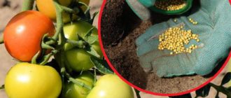 Підживлення і добрива для помідорів у відкритому ґрунті - мінеральні та органічні, як і коли поливати