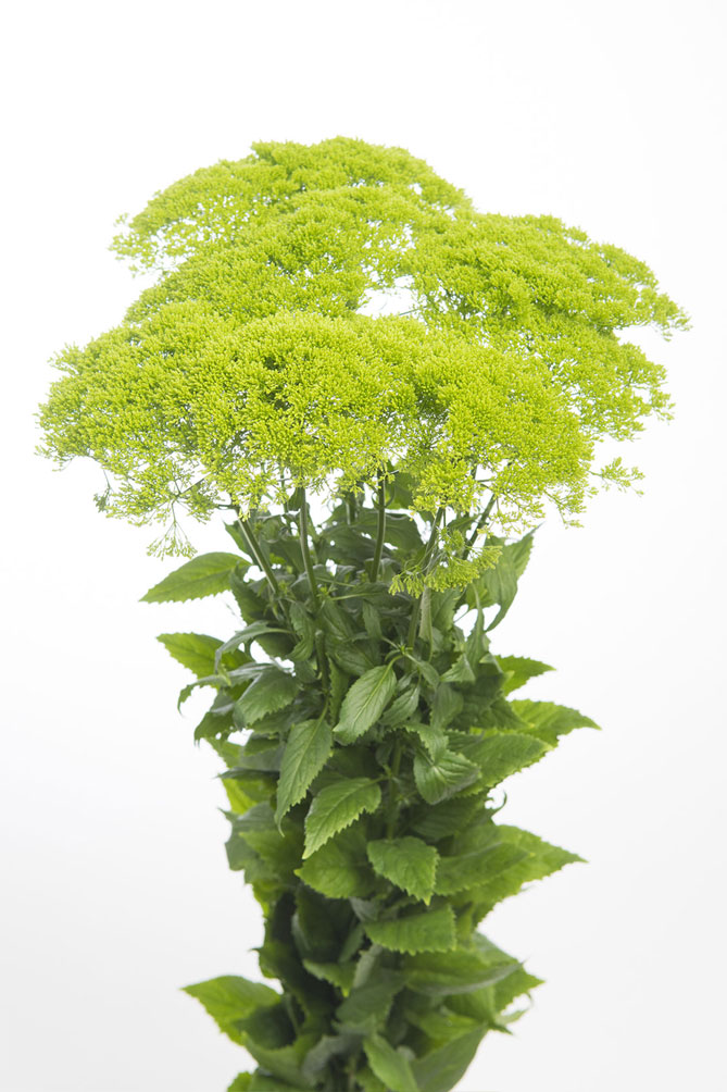 Сорт «Грін» (Trachelium 'Green')