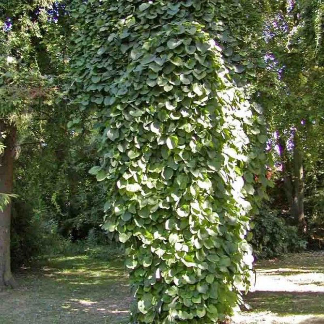 Вид Кірказон великолистий (Aristolochia macrophylla або Aristolochia durior)