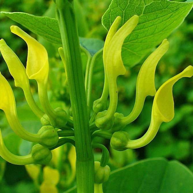 Вид Кірказон ломоносоподібний (Aristolochia clematis)