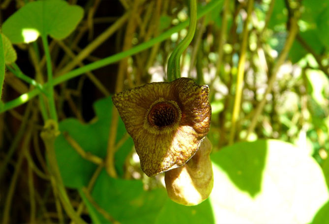 Вид Кірказон ломоносоподібний (Aristolochia clematis)