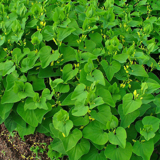 Вид Кірказон ломоносоподібний (Aristolochia clematis)