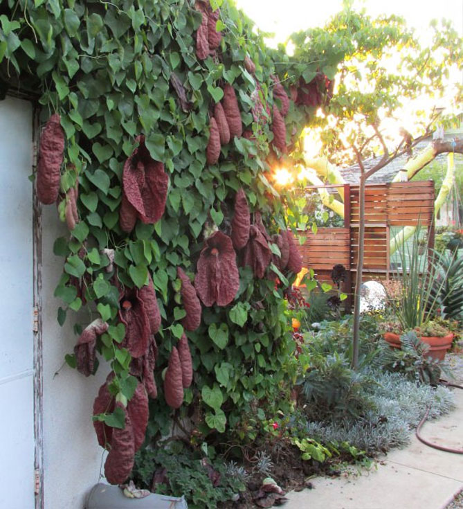 Аристолохія або Кірказон гігантський (Aristolochia gigantea) - тропічна колекційна рослина