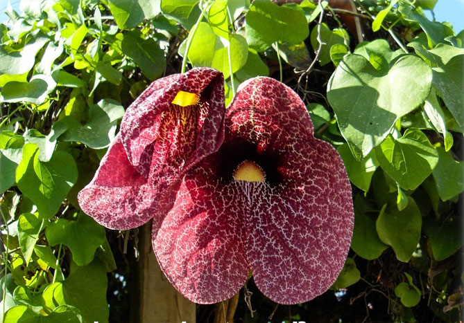 Аристолохія або Кірказон гігантський (Aristolochia gigantea) - тропічна колекційна рослина
