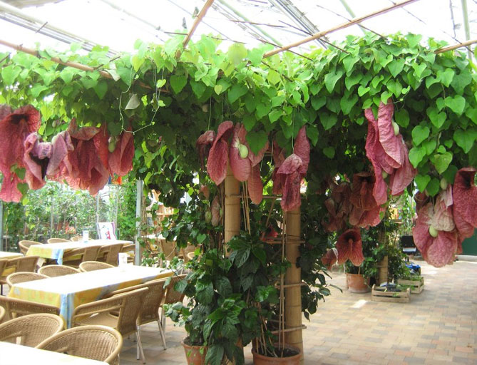 Аристолохія або Кірказон гігантський (Aristolochia gigantea) - тропічна колекційна рослина